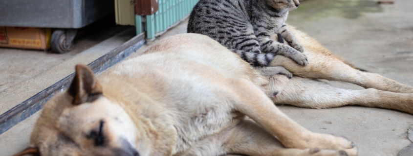 Percorsi di volontariato: Michela pensa agli anziani e agli animali abbandonati